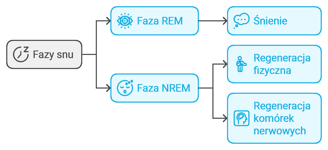 Diagram przedstawiający fazy snu